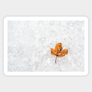 Autumn Leaf on Snow Sticker